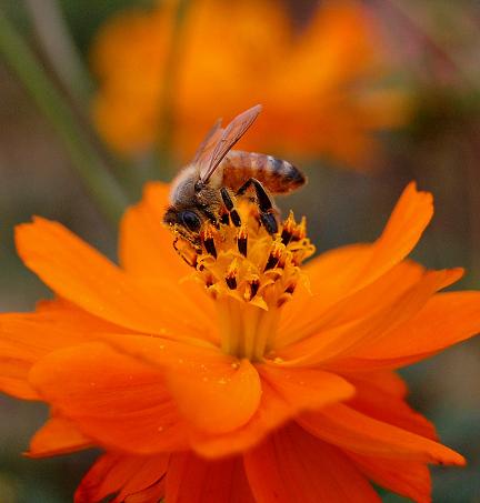 Bee on flower